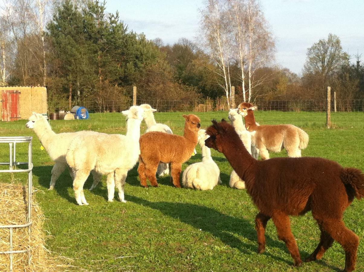 Ferienwohnungen Dirk Laurisch Radensdorf Luaran gambar
